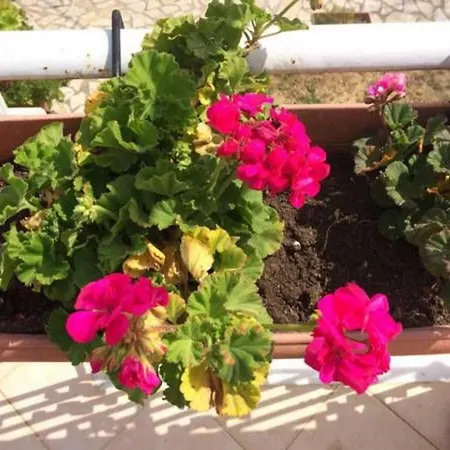 Sunny Appartamento